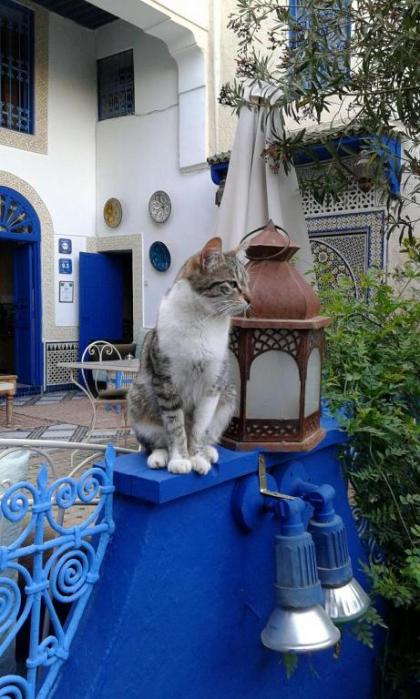 Riad Jean Claude - image 1