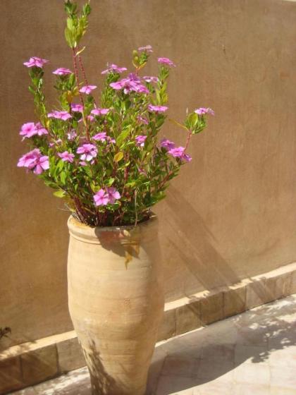 Dar Houdou - image 11