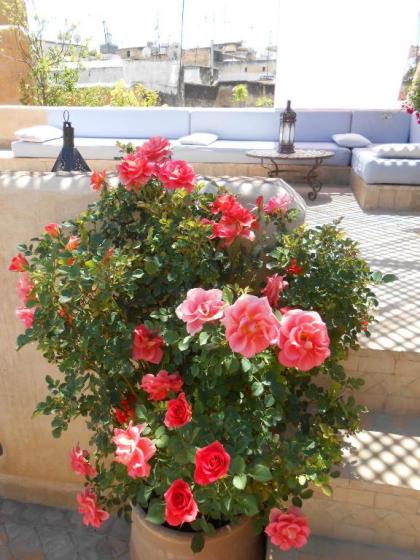 Dar Attajalli - image 12