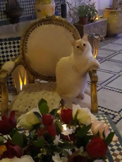 Riad Amor - Suite & Spa - image 14