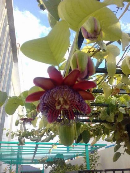 Riad Passiflora - image 17